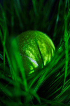 Tennis ball in grass.