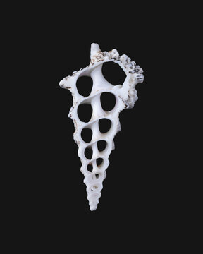 Cut sea shell showing internal structures isolated over dark background