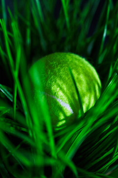 Tennis ball in grass.