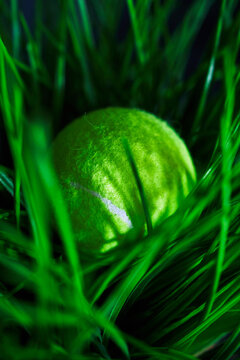 Tennis ball in grass.