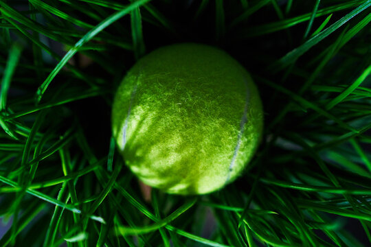 Tennis ball in grass.