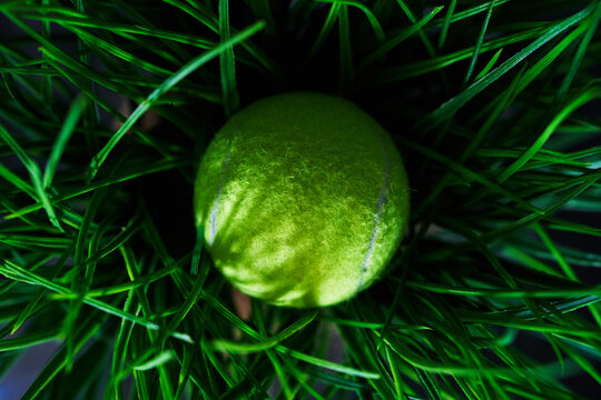Tennis ball in grass.