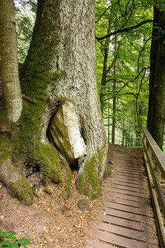 Alter Baum w&auml;chst um massiven Felsblock im mystischen Schwarzwald n&auml;he Sankenbach Wasserfall