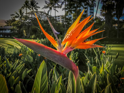 View of a vibrant orange and yellow Bird of Paradise flower blooming in a lush tropical garden with palm trees and a resort building in the background in Maui County, Hawaii, United States.