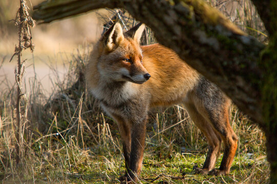 Red Fox, Vulpes vulpes