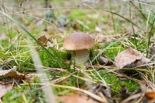 Single porcini mushroom grows among green moss and dry autumn grass in pine forest, closeup captures wild edible fungi in seasonal environment. Shallow depth of field. Real photo