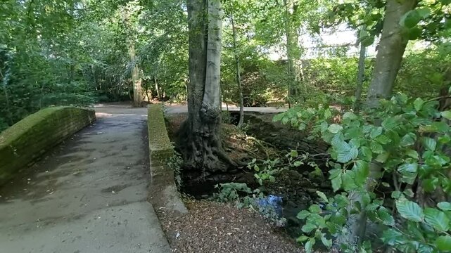 Small stone bridge over a stream with massive tree trunks, exposed roots and sunlit foliage moving in the wind