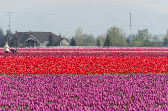 View of a person with a stroller walking along vibrant rows of red and purple tulips in a field with a house in the background in La Conner, Washington, United States.