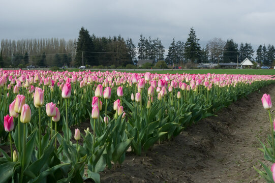 View of vibrant pink and white tulips blooming in rows across a field with green foliage and dirt furrows under an overcast sky in La Conner, Washington, United States.