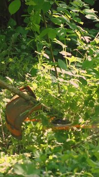 Orange string trimmer cutting through dense green grass and weeds in overgrown garden. Sunlight filters through foliage as trimmer head spins, scattering cut plant debris. Outdoor maintenance
