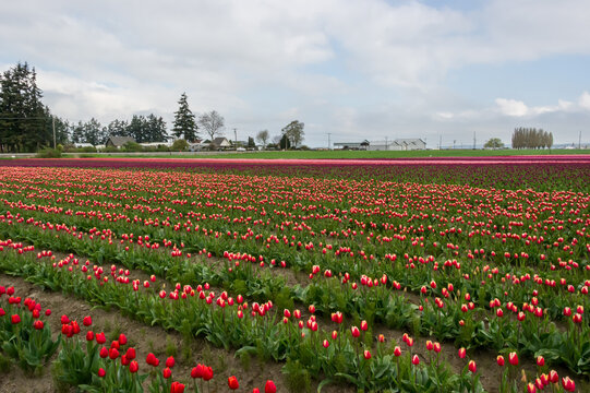 View of vibrant red and purple tulip fields stretching across the landscape under a cloudy sky in La Conner, Washington, United States.