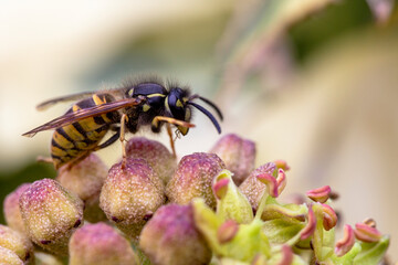 Common Wasp - Vespula Vulgaris © Mondo