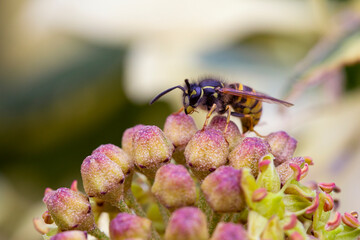 Common Wasp - Vespula Vulgaris © Mondo