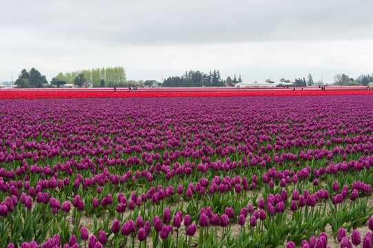View of a vast field of vibrant purple tulips with a distant strip of red flowers under a cloudy sky in La Conner, Washington, United States.