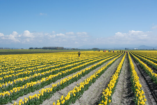 View of rows of vibrant yellow tulips in a field with workers tending to the flowers in La Conner, Washington, United States.