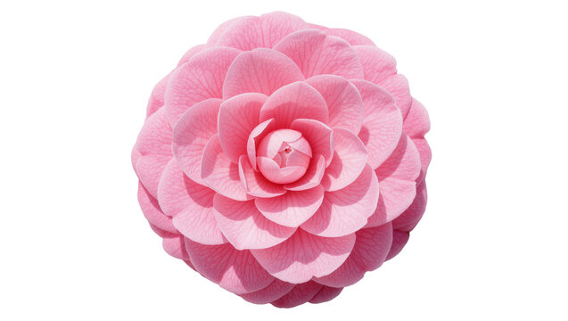 Delicate pink camellia flower with layered petals, isolated on transparent background