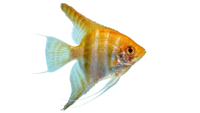 Golden angelfish with orange stripes and blue fins, isolated on transparent background