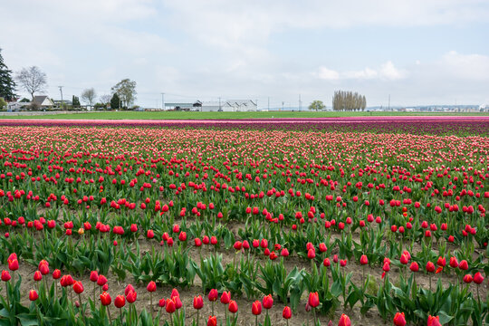 View of vibrant red tulip fields stretching across the landscape under a cloudy sky in La Conner, Washington, United States.