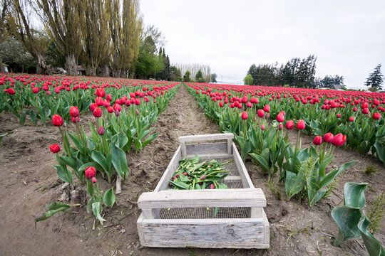 View of vibrant red tulips blooming in a field with a wooden harvest crate in the foreground and tall trees under an overcast sky in La Conner, Washington, United States.