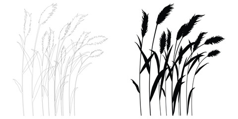 Obraz premium Set of black silhouettes and line art sketches of reeds and pampas grass