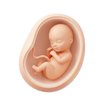 3D rendered human fetus