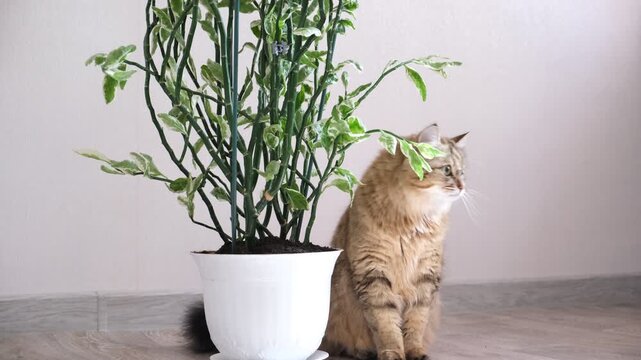 Mischievous and curious cat, playful pet knocked over a flower pot, spilling soil onto floor. Cute, relatable moment of mischief and chaos. Domestic scene with a humorous &ldquo;oops&rdquo; moment
