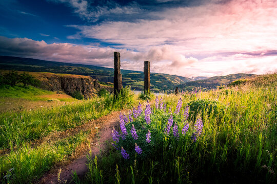View of purple lupine flowers blooming along a dirt path with wooden posts overlooking the scenic Hood River valley under a dramatic sunset sky in Hood River, Oregon, United States.