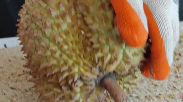 Durian gardeners use a knife to peel durians.