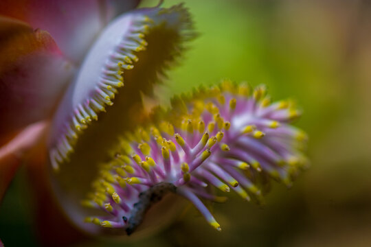 View of a vibrant Cannonball tree flower with intricate pink petals and yellow stamens in Costa Rica.
