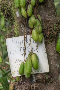 View of green bilimbi fruits hanging from the trunk of a tree with a sign labeled pickle tree in Costa Rica.