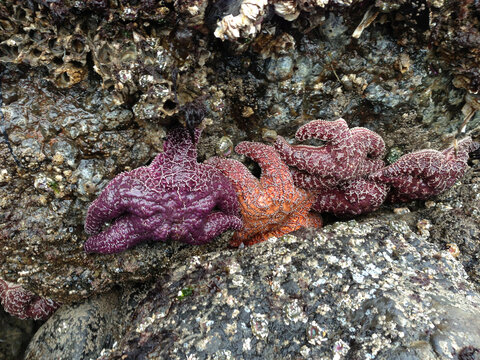 View of purple and orange sea stars clinging to rocky tide pools at Cannon Beach, Oregon, United States.