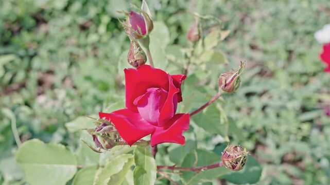 Red flower. Natural flower rose. Flora nature. Bright blooming flower in nature. Rose flower. Flowering nature closeup. Macro flowering rose plant