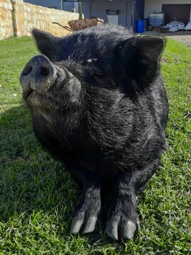 View of a black pig resting on green grass in a rural setting in Hoeko, Western Cape, South Africa.