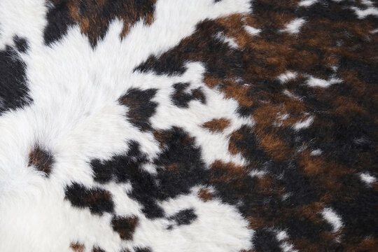 Close up texture of the white, brown and black cow hide