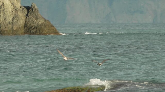 Seagulls flying ocean, two wild birds gracefully glide above the choppy sea near rugged cliffs