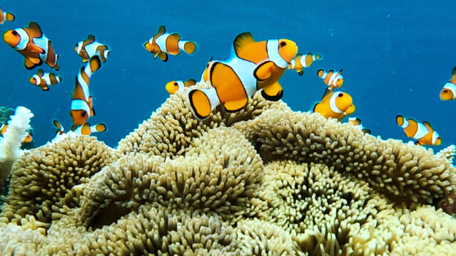 View of clownfish swimming among sea anemones in a vibrant coral reef in Karimunjawa, Central Java, Indonesia.
