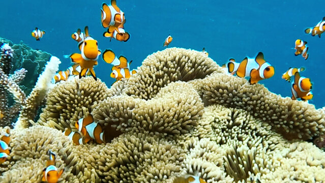 View of clownfish swimming among vibrant sea anemones in a coral reef in Karimunjawa, Central Java, Indonesia.