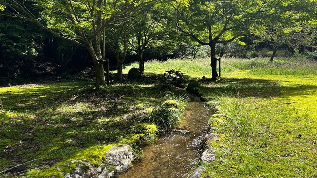 木漏れ日が差す苔むした小川と木立の風景