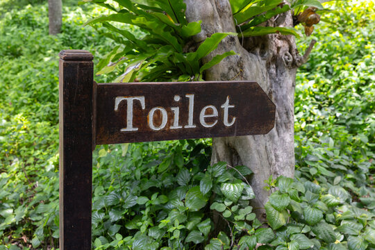 Rustic wooden directional sign with the word Toilet painted in white, set among dense green foliage and a tree trunk, conveying outdoor wayfinding, nature, and vintage park facilities