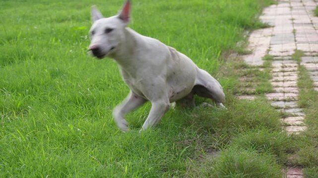 White bull terrier running through green grass