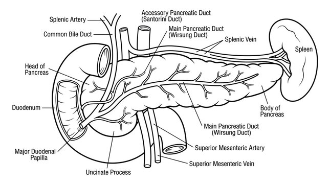 Anatomical Diagram of the Pancreas and Duodenum