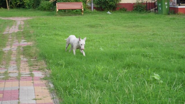 Happy white dog running on green grass outdoors
