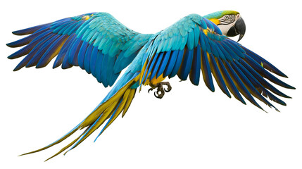 Blue and yellow macaw parrot with wings spread wide, isolated on transparent background © Martina