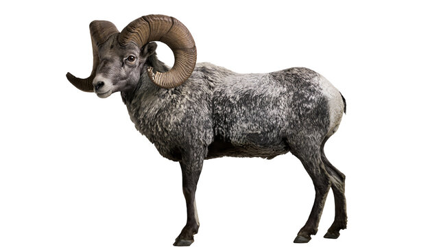 Majestic bighorn sheep with large curled horns, isolated on transparent background