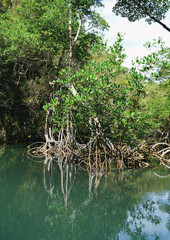 Dense mangrove vegetation and tangled roots in calm water, Los Haitises National Park, Dominican Republic © Alla