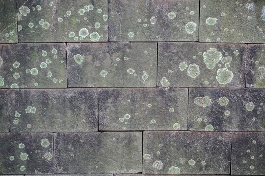 Close-up of weathered stone wall with lichen growth and moss texture.