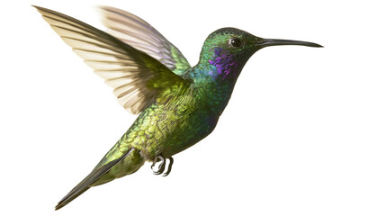 Emerald green hummingbird with iridescent purple throat feathers, isolated on transparent background © Martina