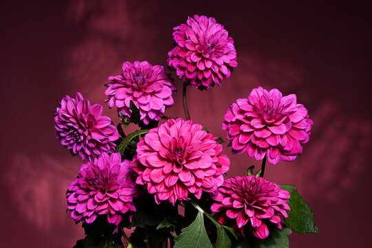 Bouquet of beautiful purple dahlia flowers