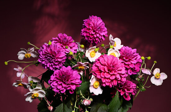 Bouquet of beautiful purple dahlia flowers