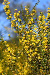 Obraz premium Yellow flowers and small pointed leaves of the Australian native Fan Wattle, Acacia amblygpna, family Fabaceae. Endemic to heath, woodland and dry sclerophyll forest of eastern Australia